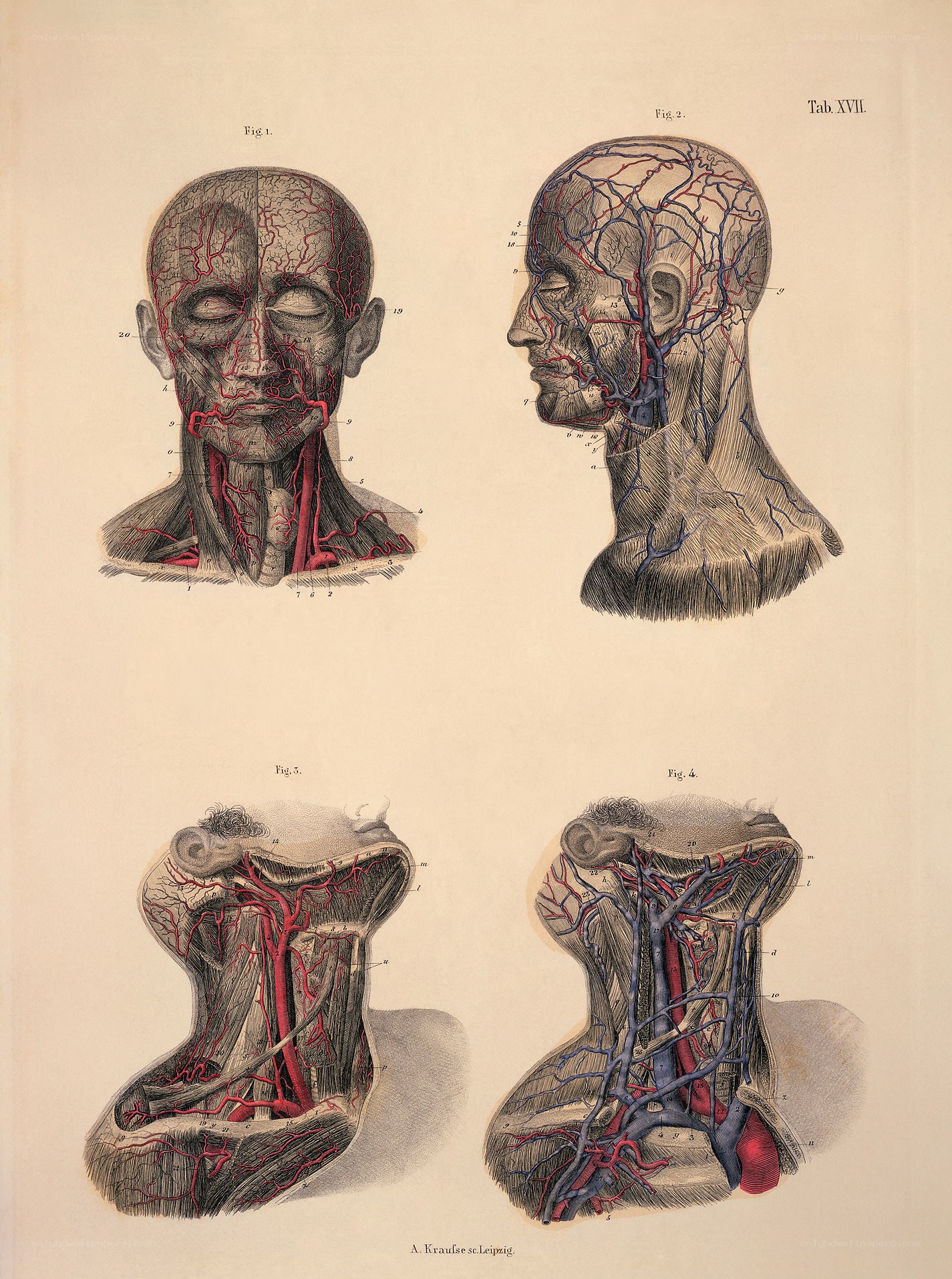 Anatomical head and neck vessels