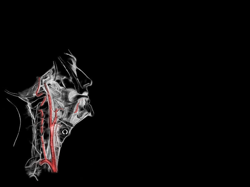 Anatomical head illustration
