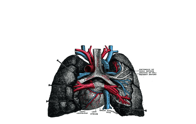anatomical heart and lungs diagram
