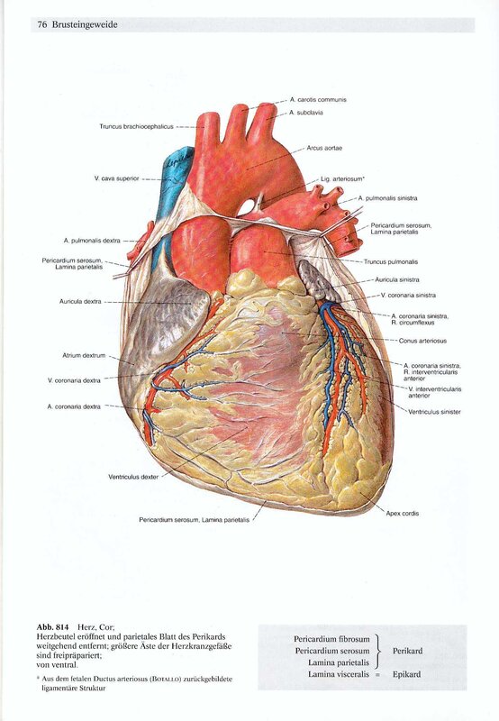 Anatomical heart diagram