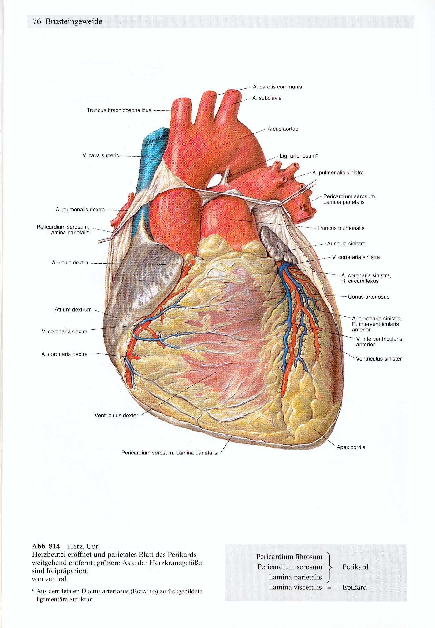 Anatomical heart diagram