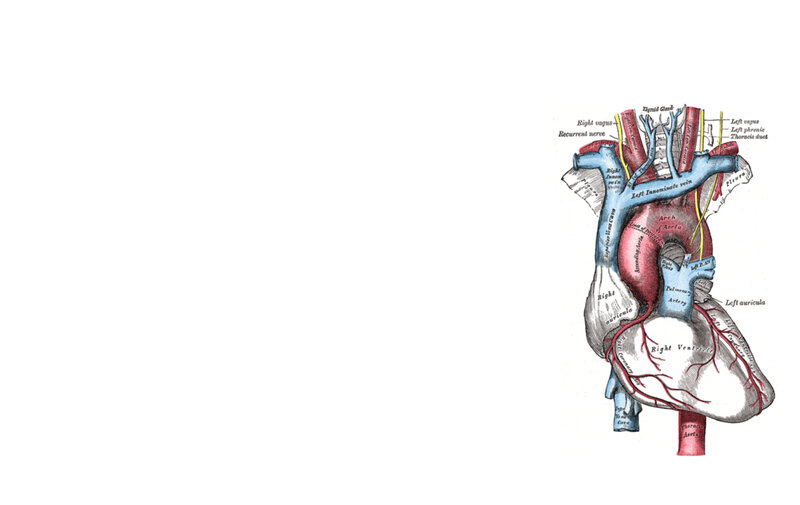 anatomical heart diagram