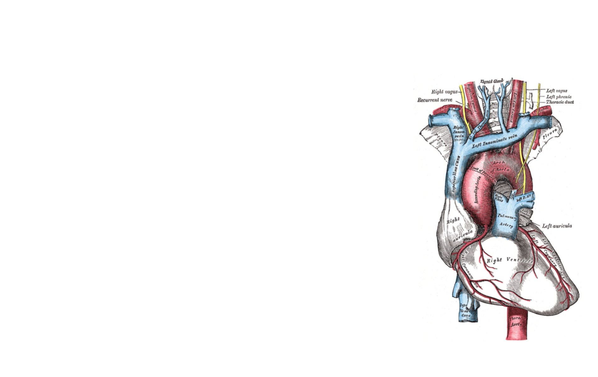 anatomical heart diagram
