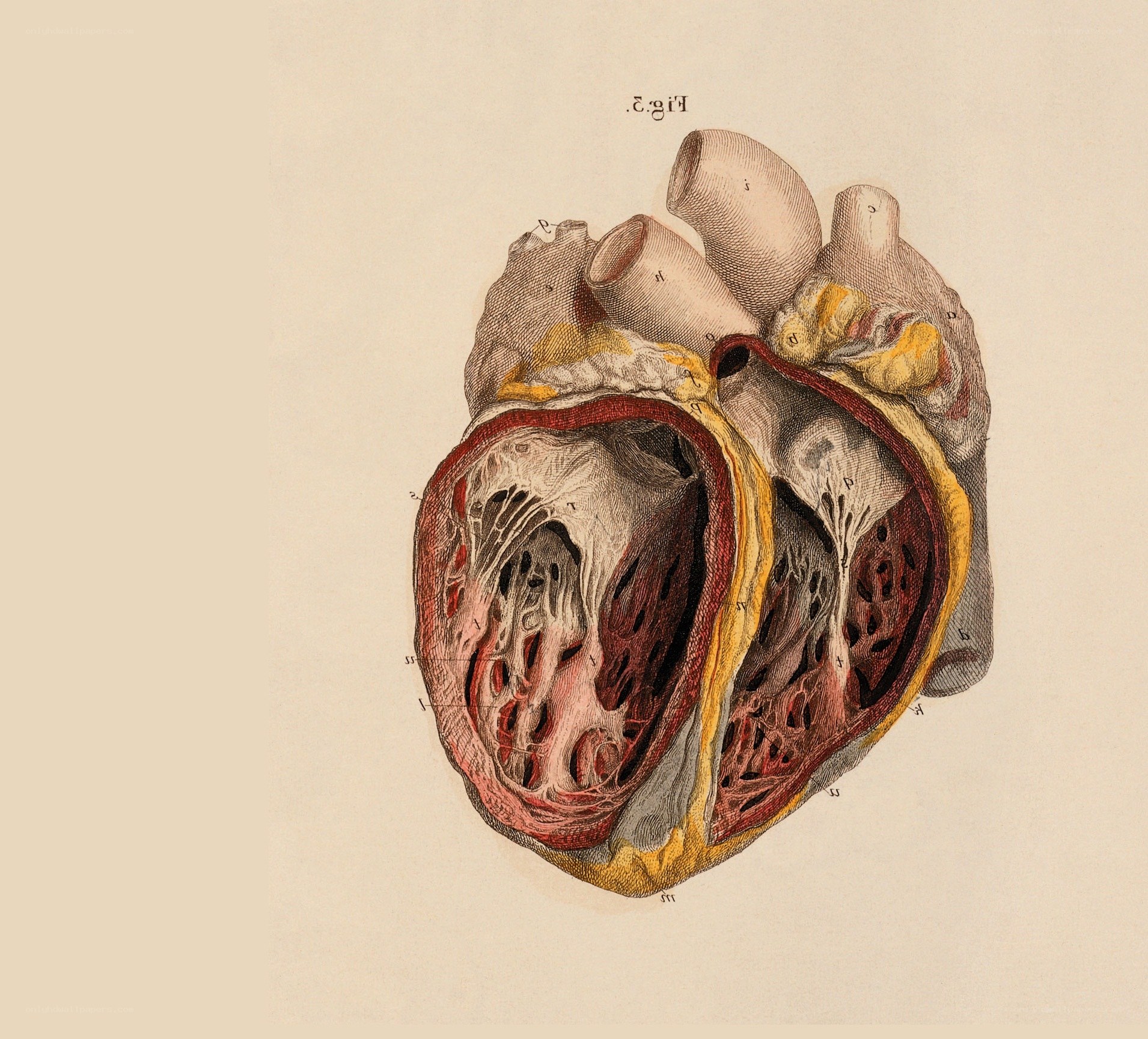 Anatomical heart diagram