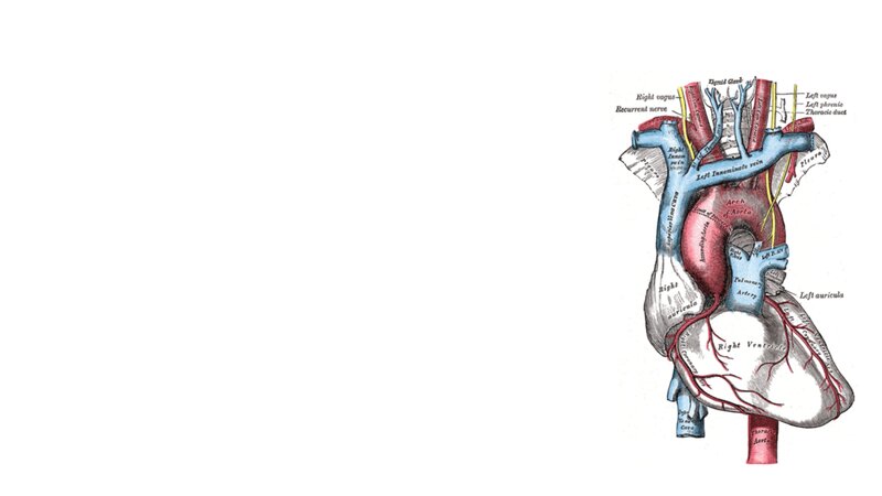 Anatomical Heart Diagram — Red