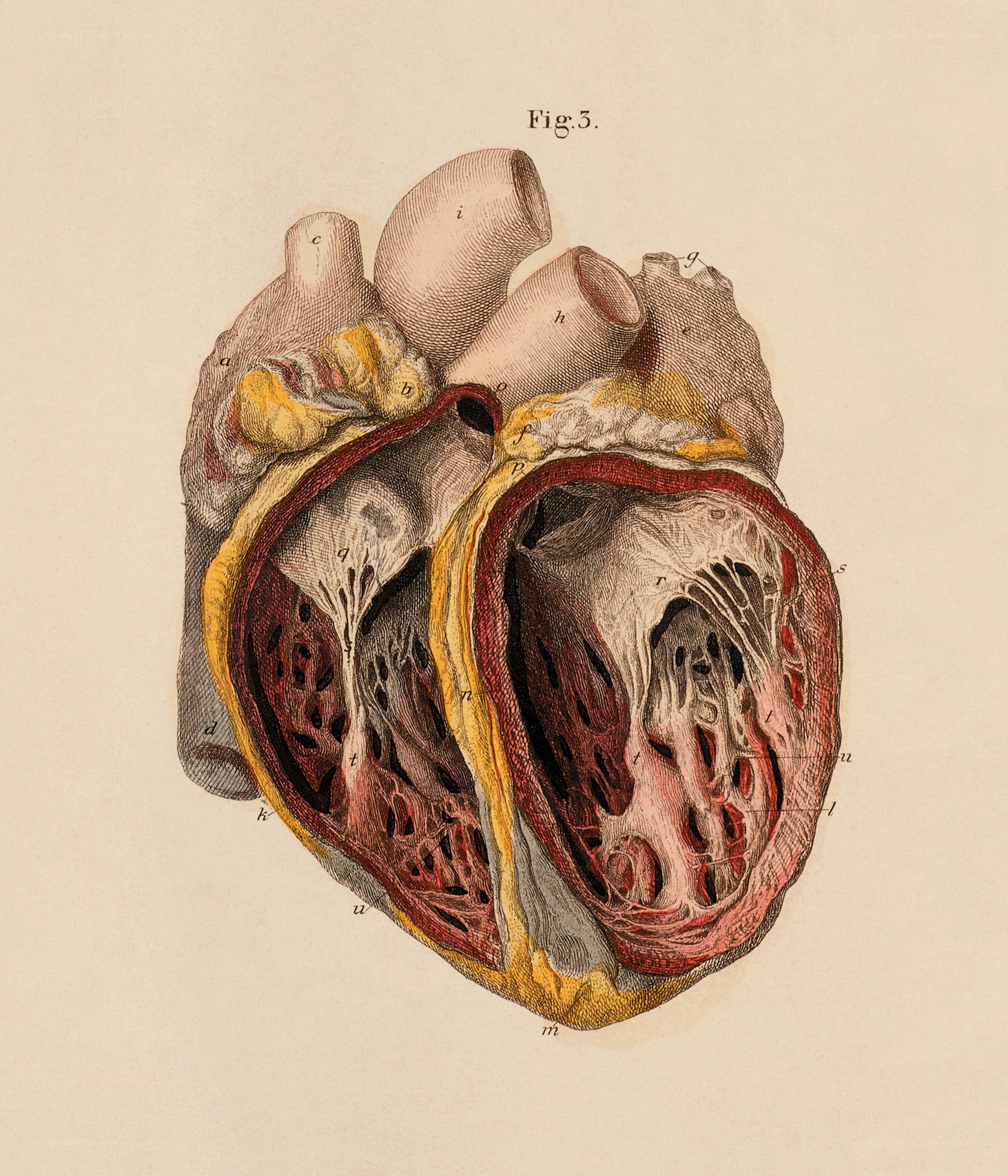 Anatomical heart diagram