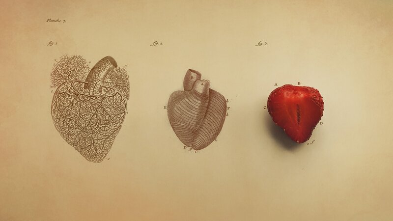 Anatomical Heart Diagrams — Brown
