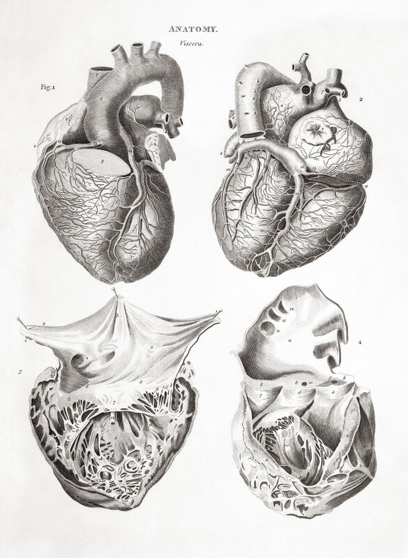 Anatomical heart diagrams