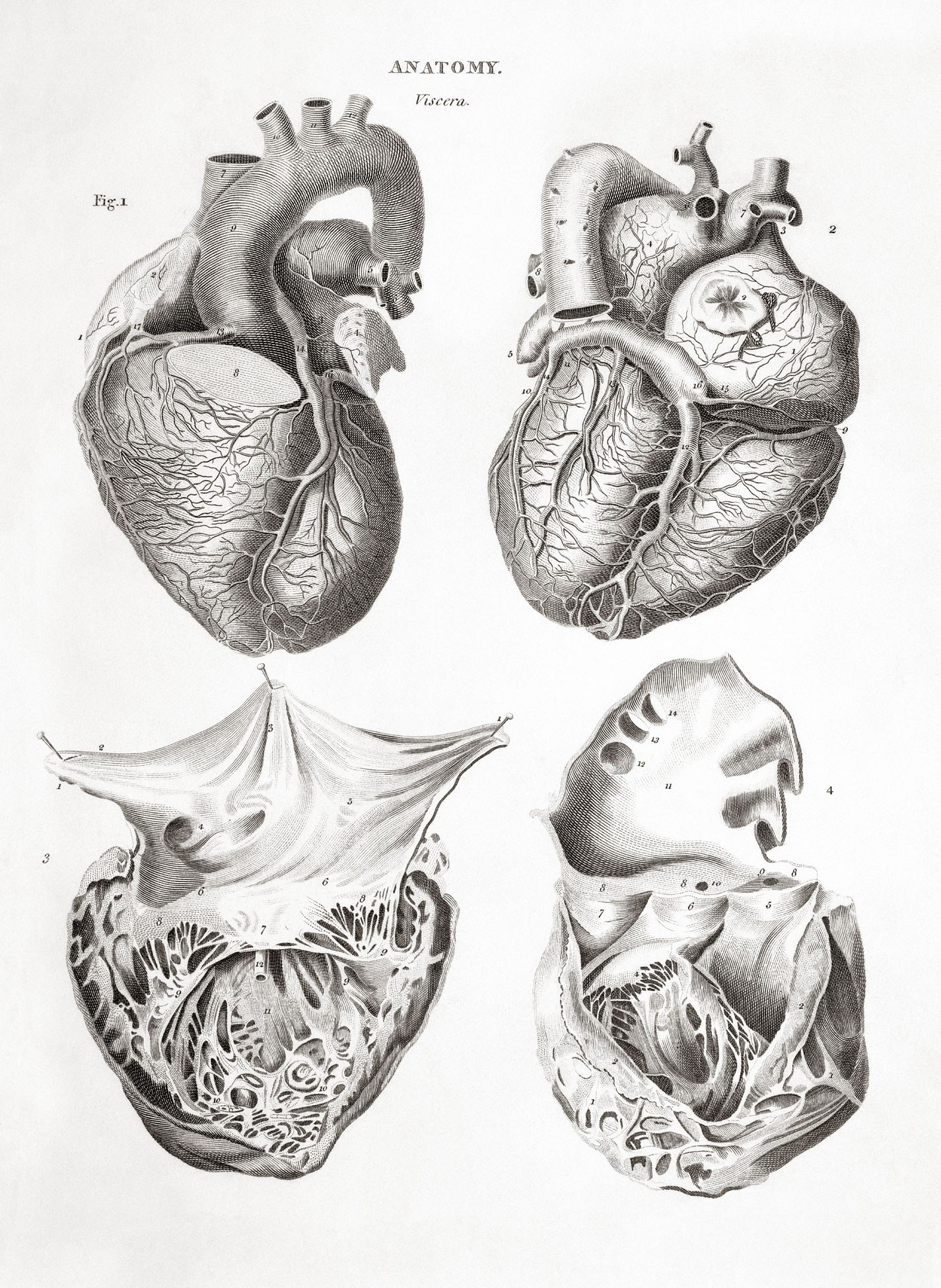 Anatomical heart diagrams