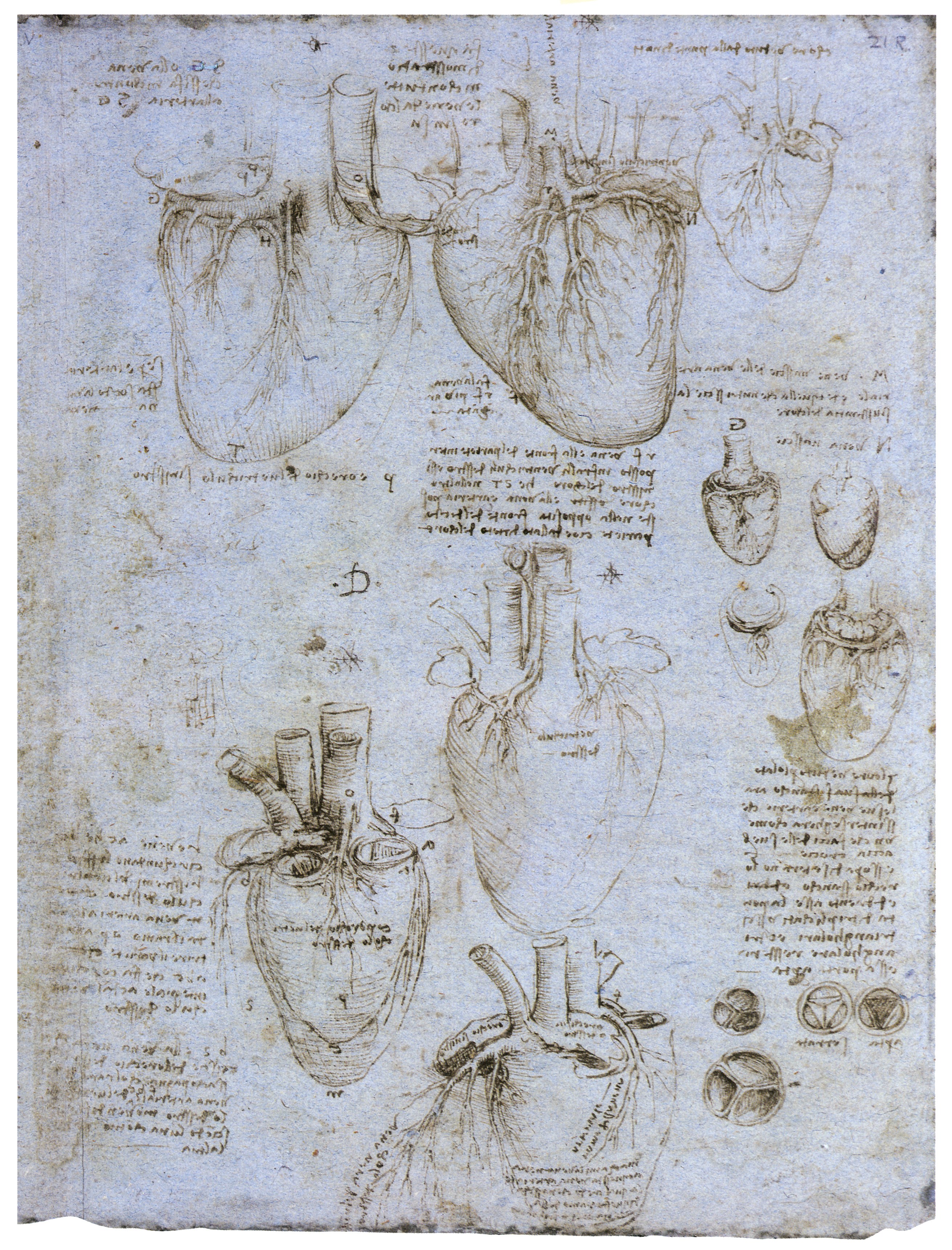 Anatomical heart drawings
