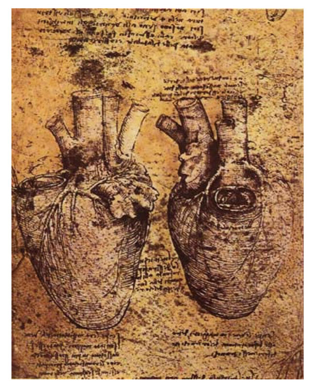 Anatomical heart drawings