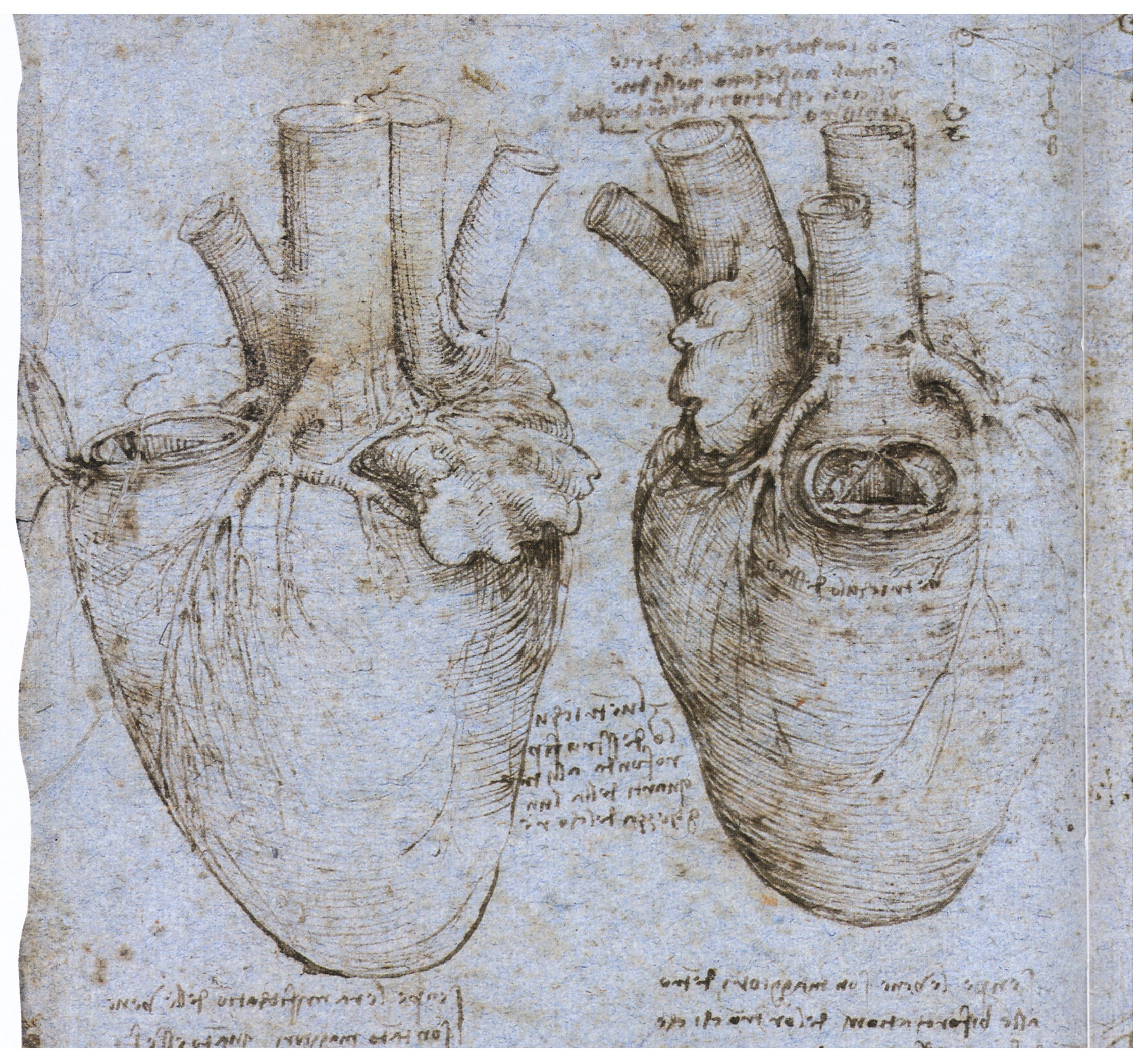 Anatomical heart drawings