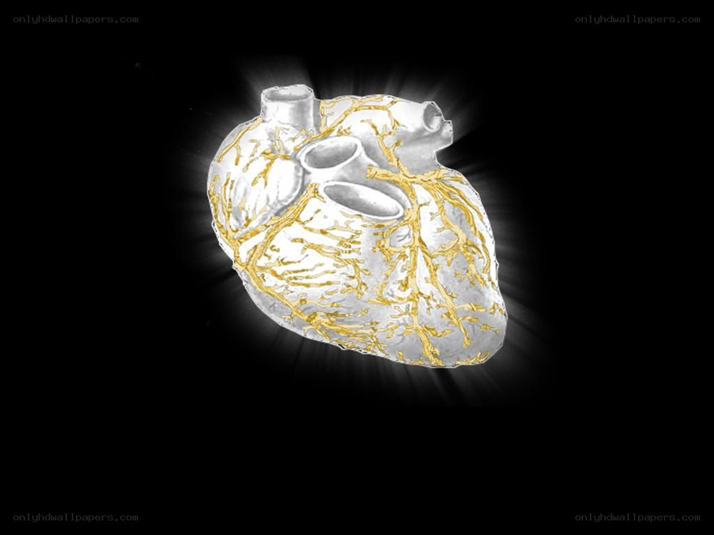 Anatomical heart illustration