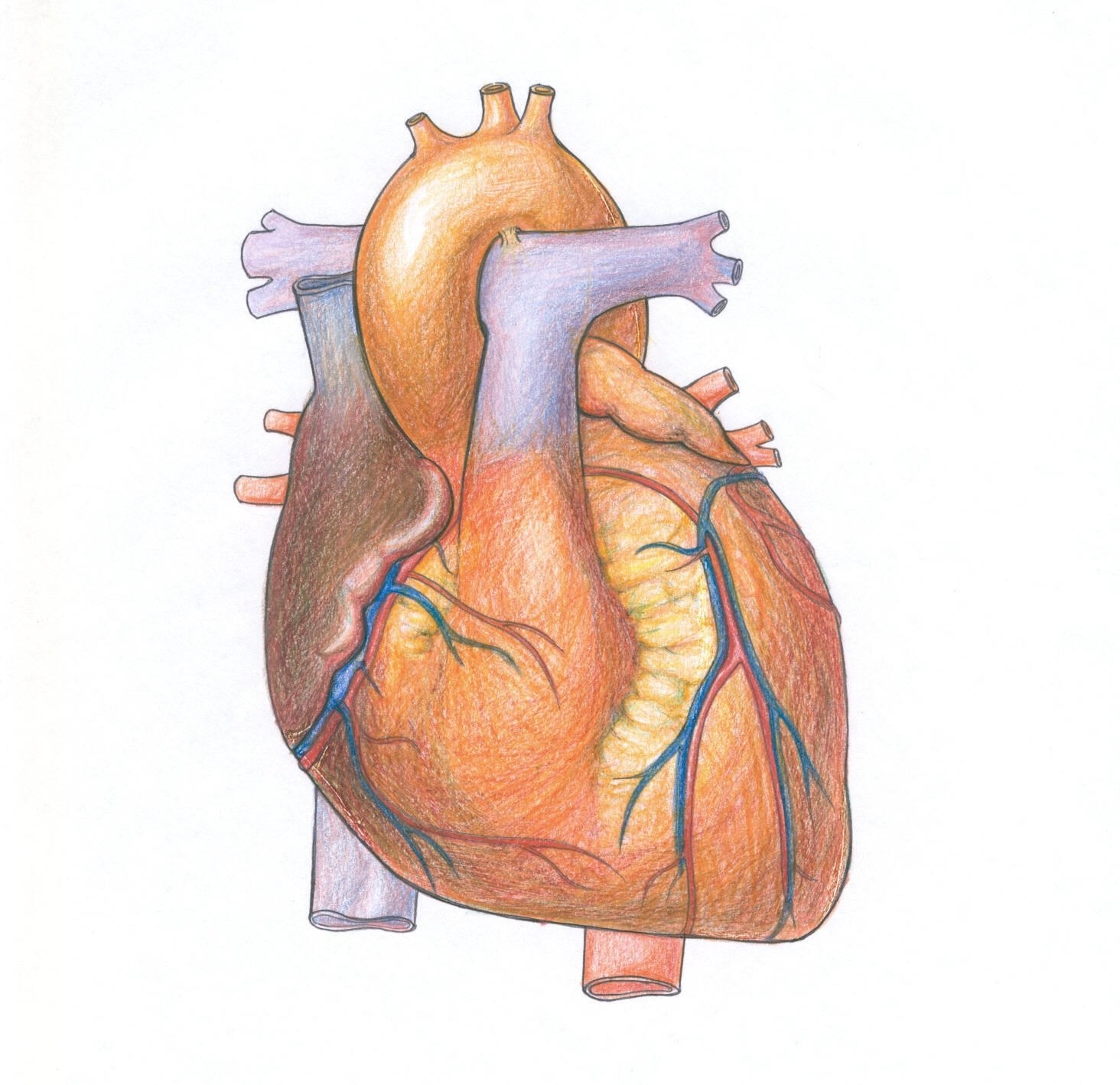 anatomical heart illustration