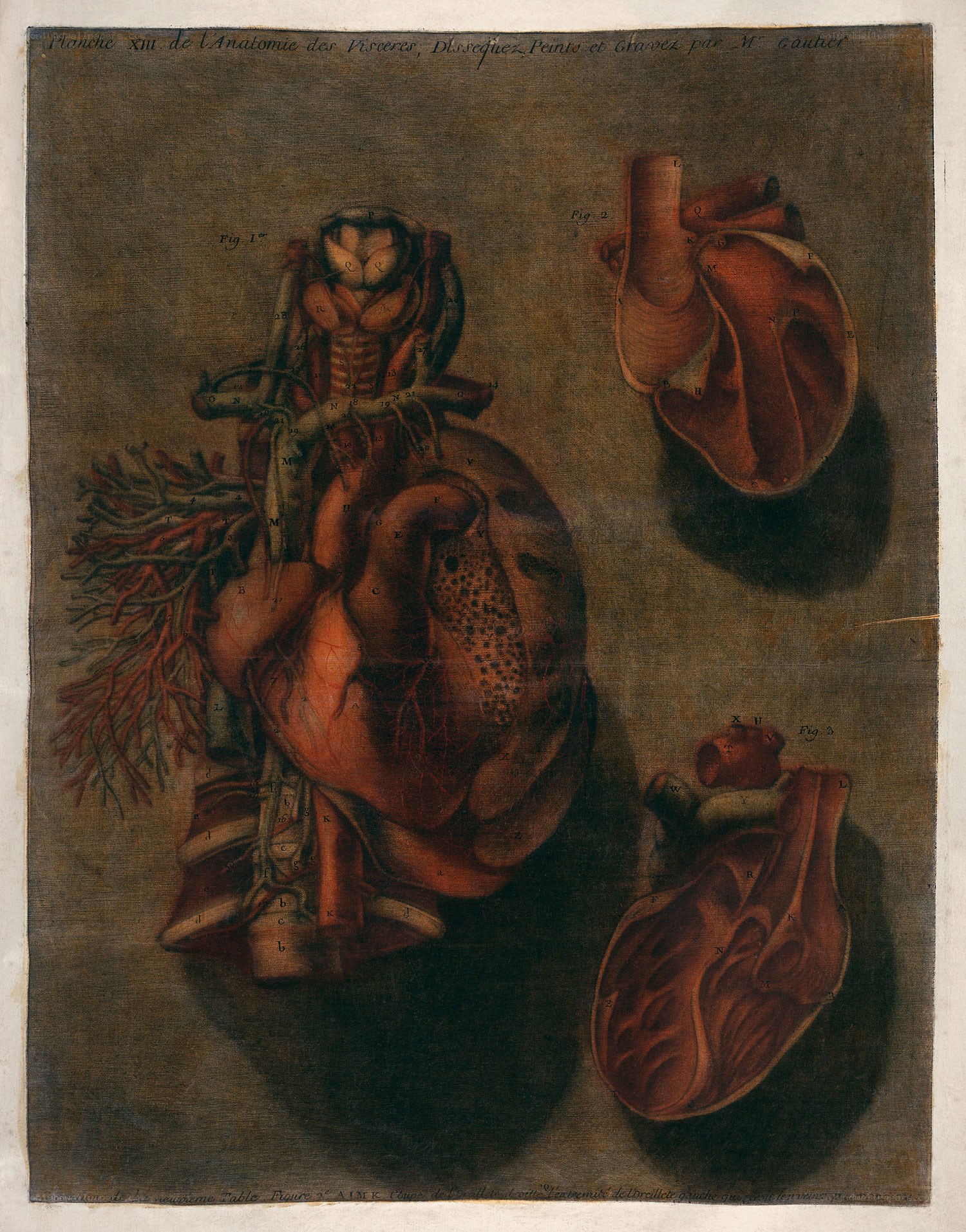 Anatomical heart illustration