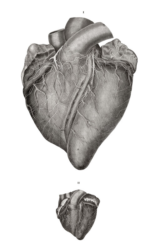 Anatomical heart illustration