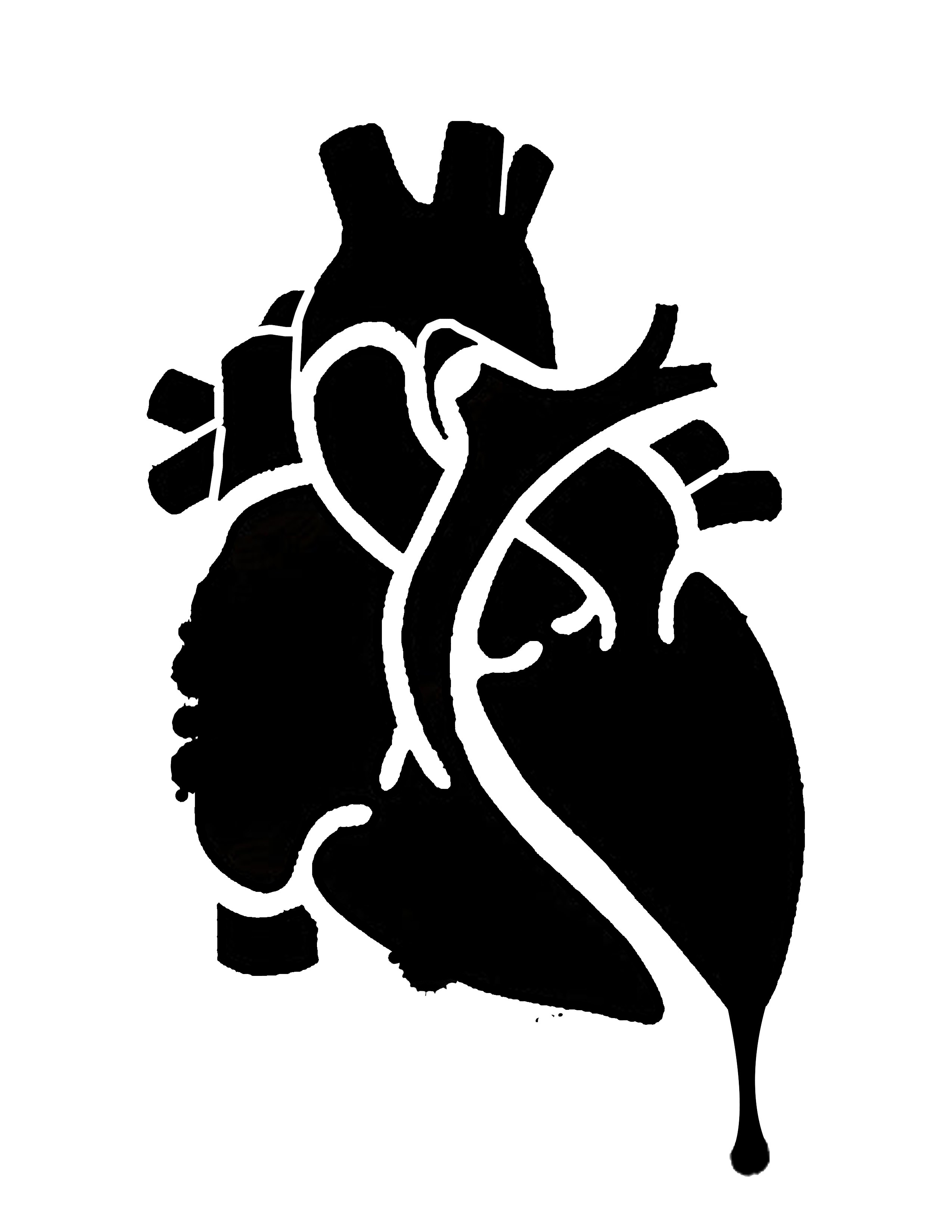 anatomical heart illustration
