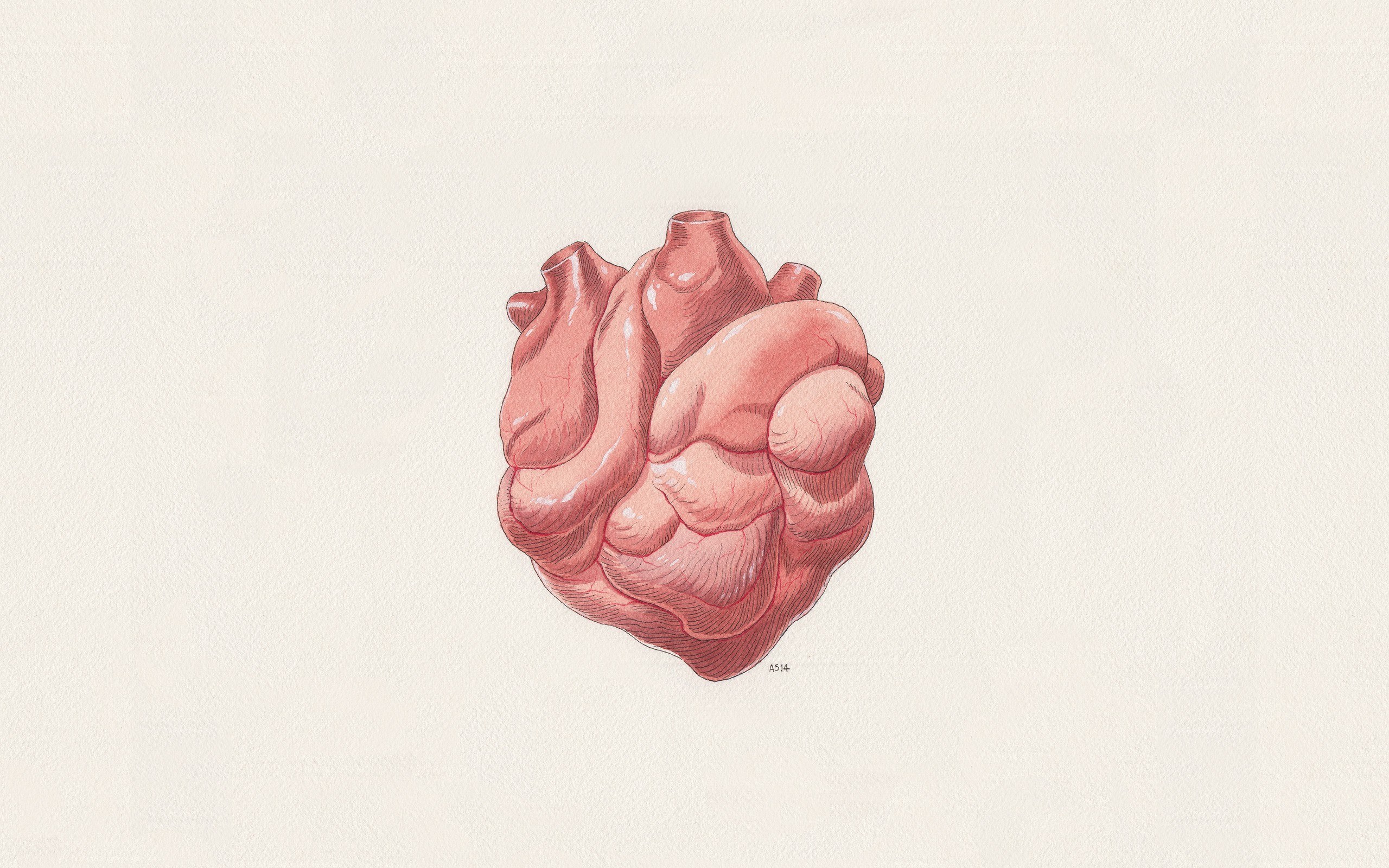 anatomical heart illustration