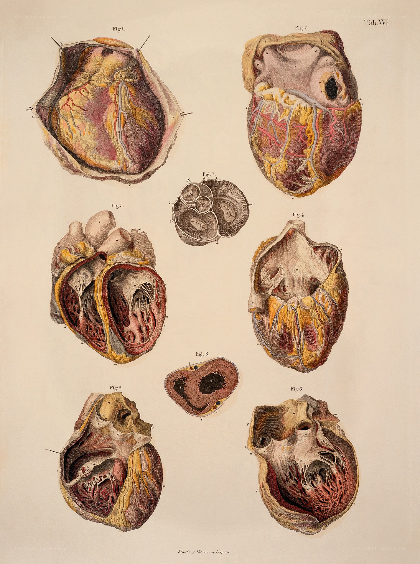 Anatomical heart illustrations
