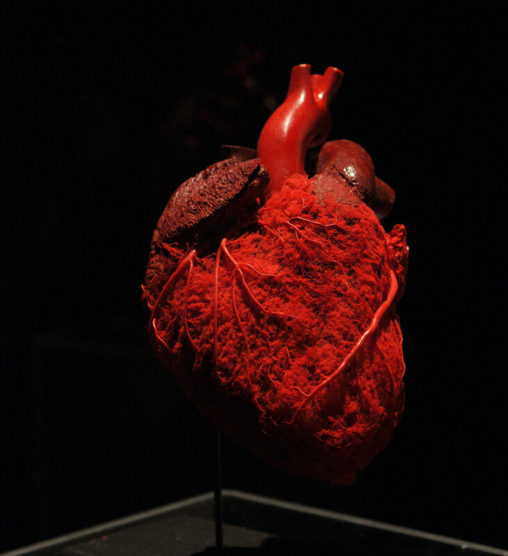 Anatomical heart model