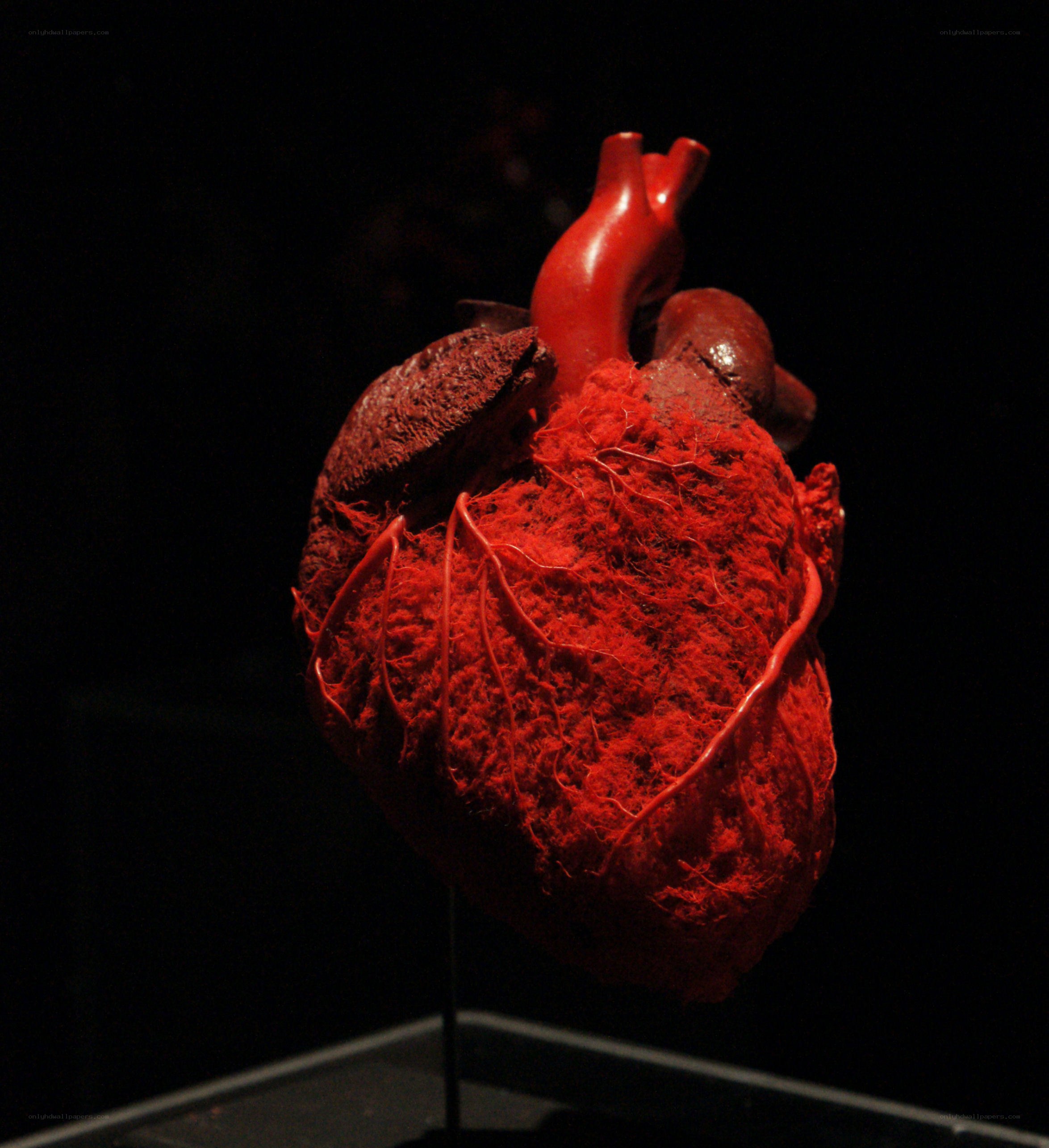 Anatomical heart model