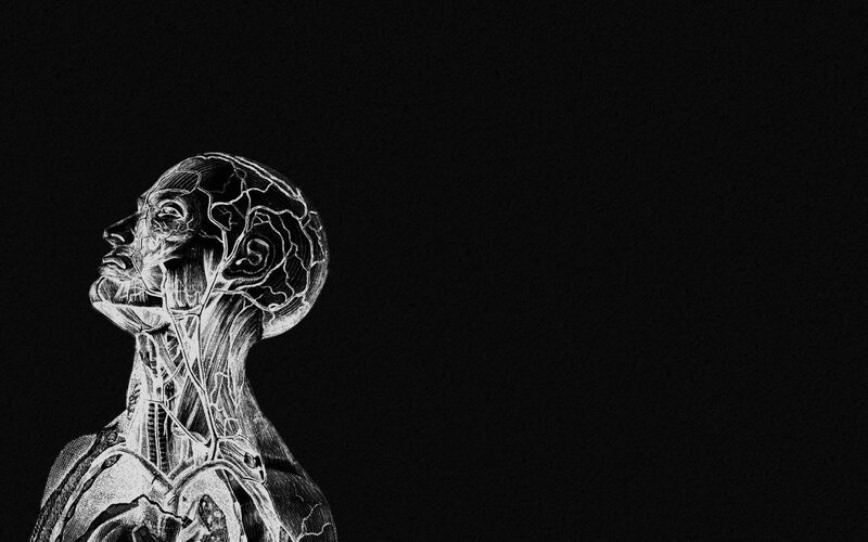 anatomical human head illustration