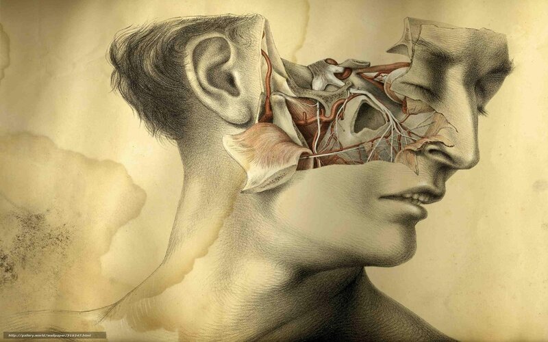 anatomical human head study