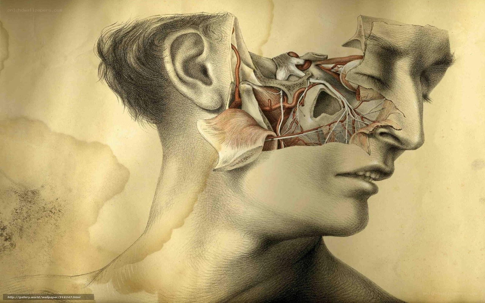 anatomical human head study