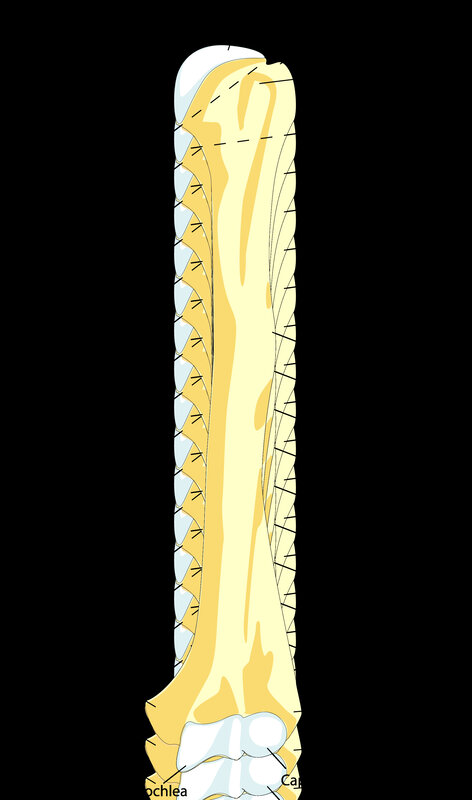 anatomical illustration of a bone