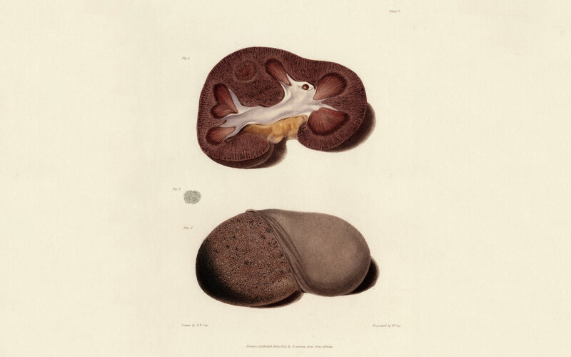 Anatomical illustration of a kidney