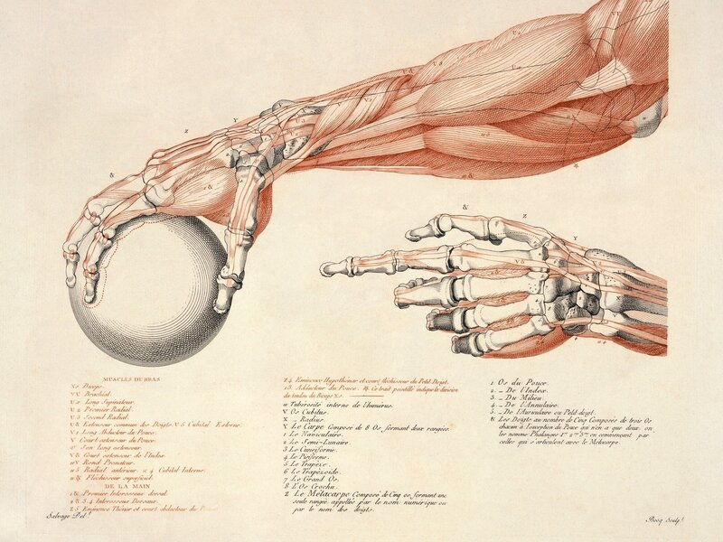 Anatomical illustration of arm and hand