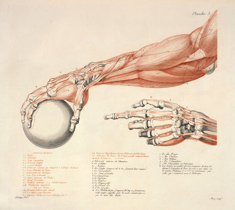 Anatomical illustration of arm muscles