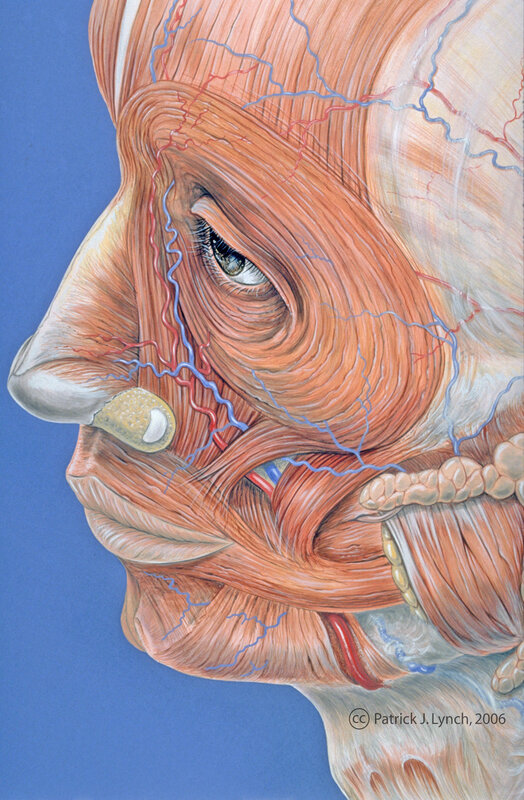 Anatomical illustration of face