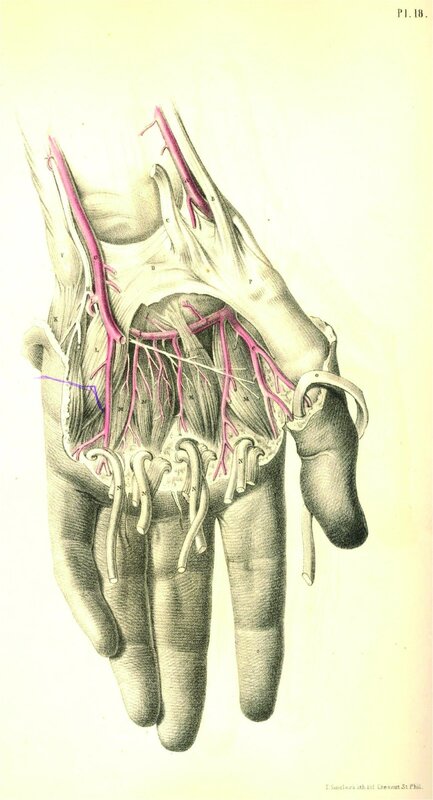 Anatomical illustration of hand