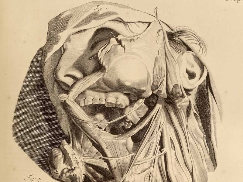 Anatomical illustration of head