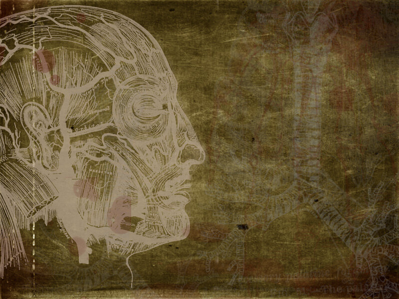 anatomical illustration of head