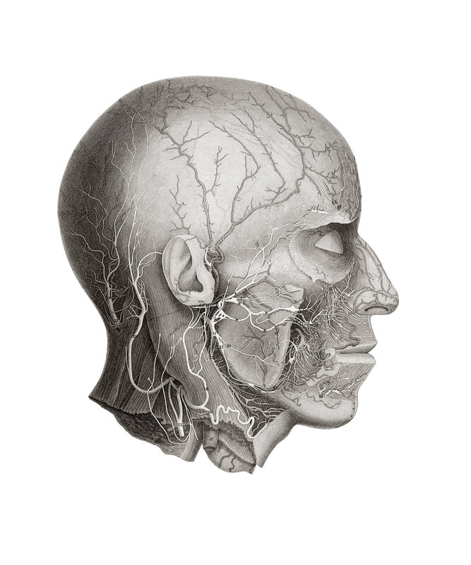 Anatomical illustration of head