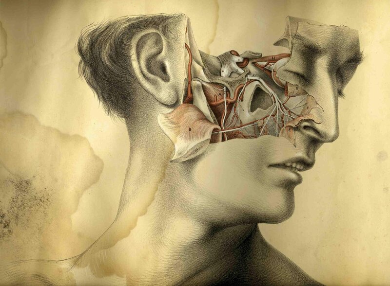 Anatomical illustration of head