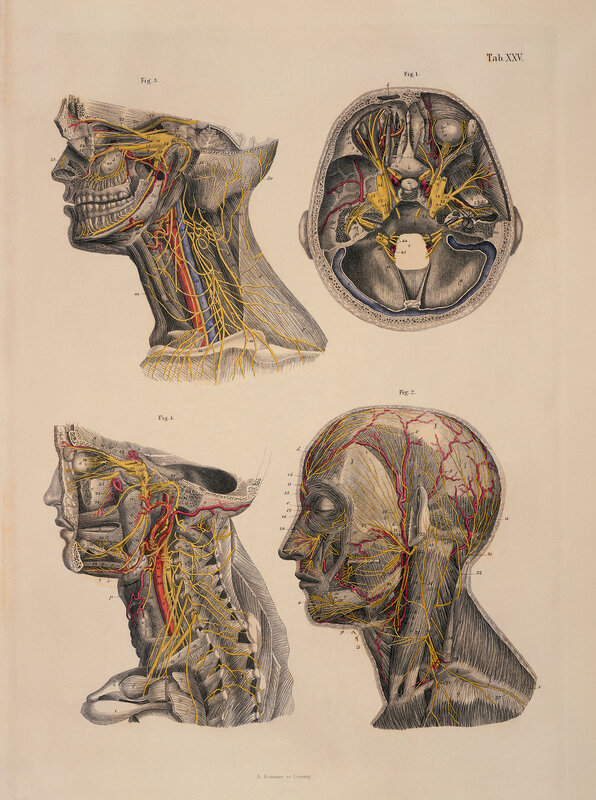 Anatomical illustration of head and neck