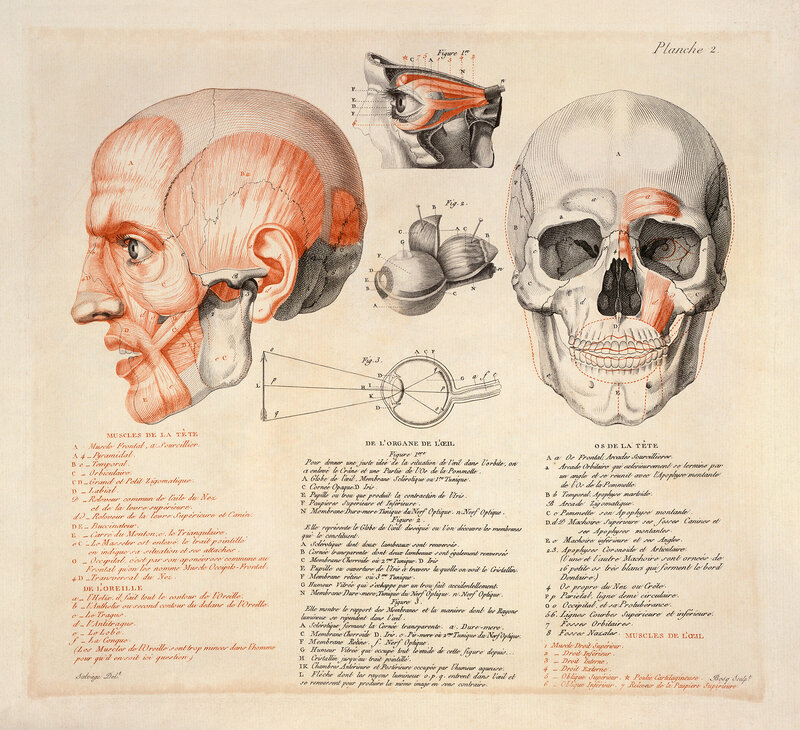 Anatomical illustration of head muscles