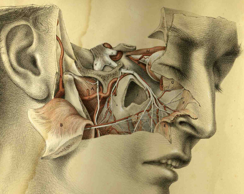 anatomical illustration of head