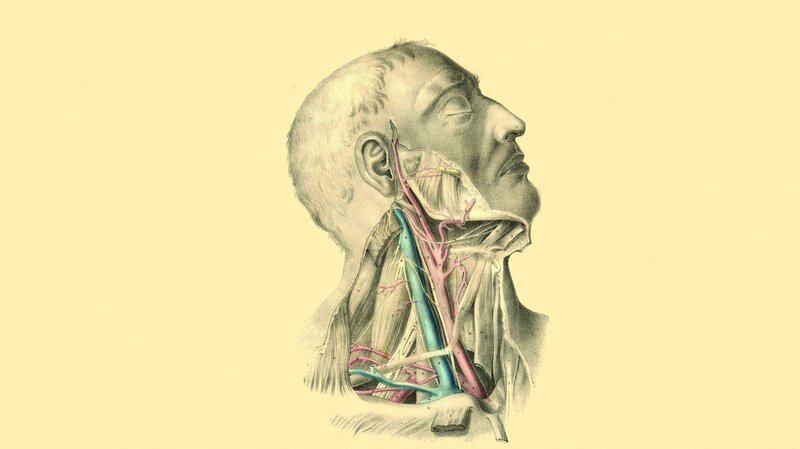Anatomical Illustration of Head — Yellow