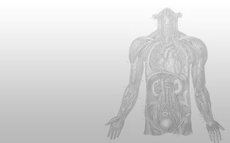 anatomical illustration of human body