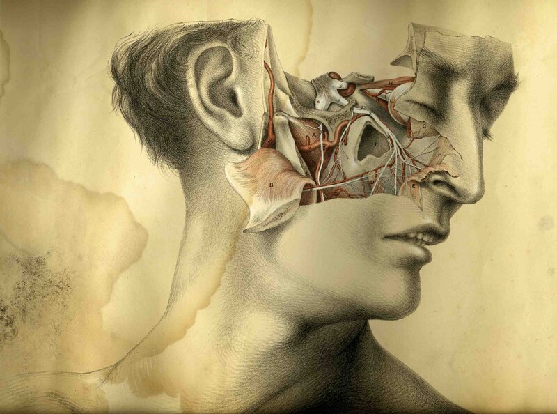 Anatomical illustration of human head