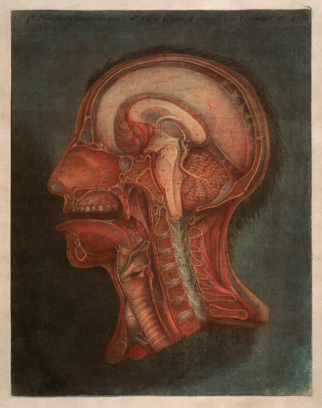 Anatomical illustration of human head
