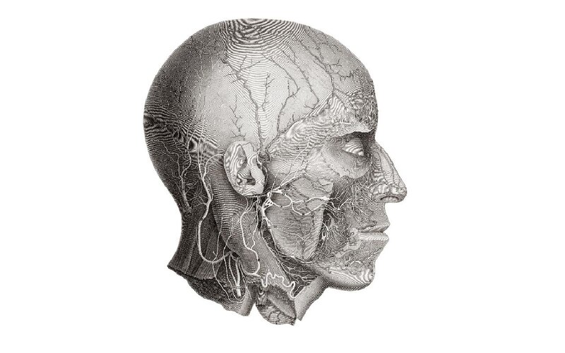 anatomical illustration of human head