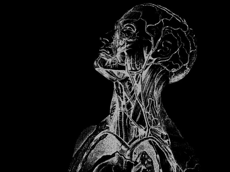 anatomical illustration of human head