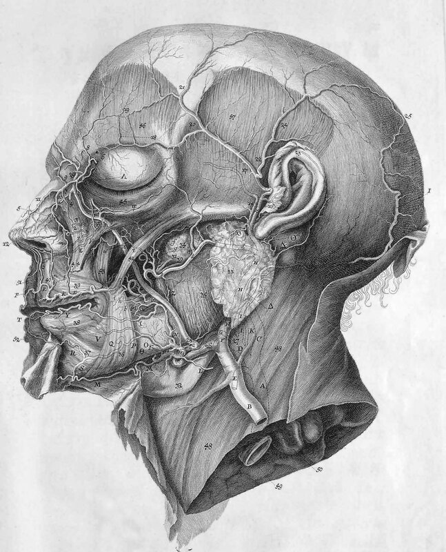 Anatomical illustration of human head