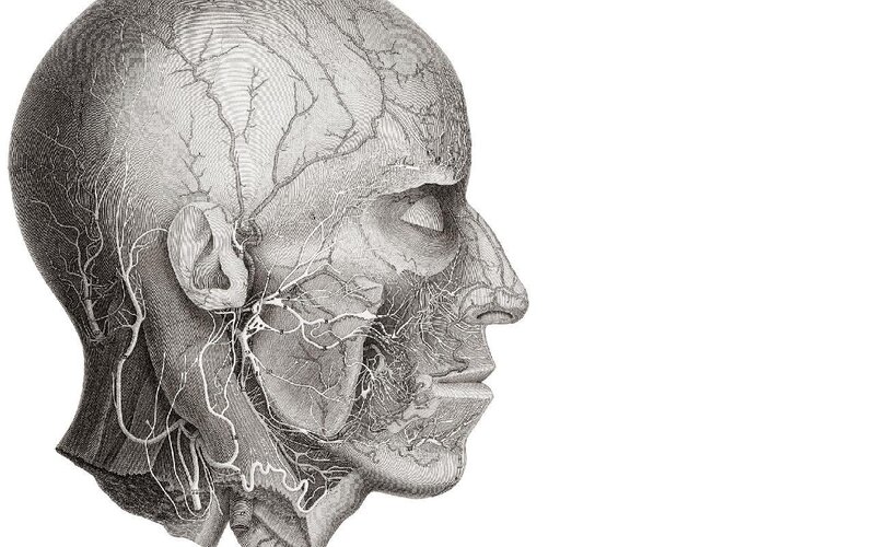 Anatomical illustration of human head