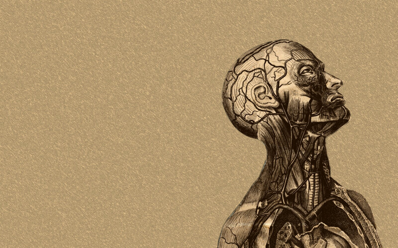 anatomical illustration of human head